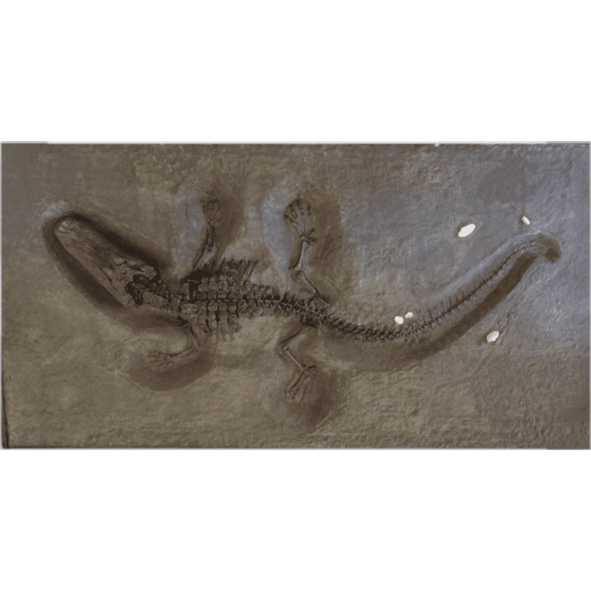 200,000 Year Old Fossil Alligator