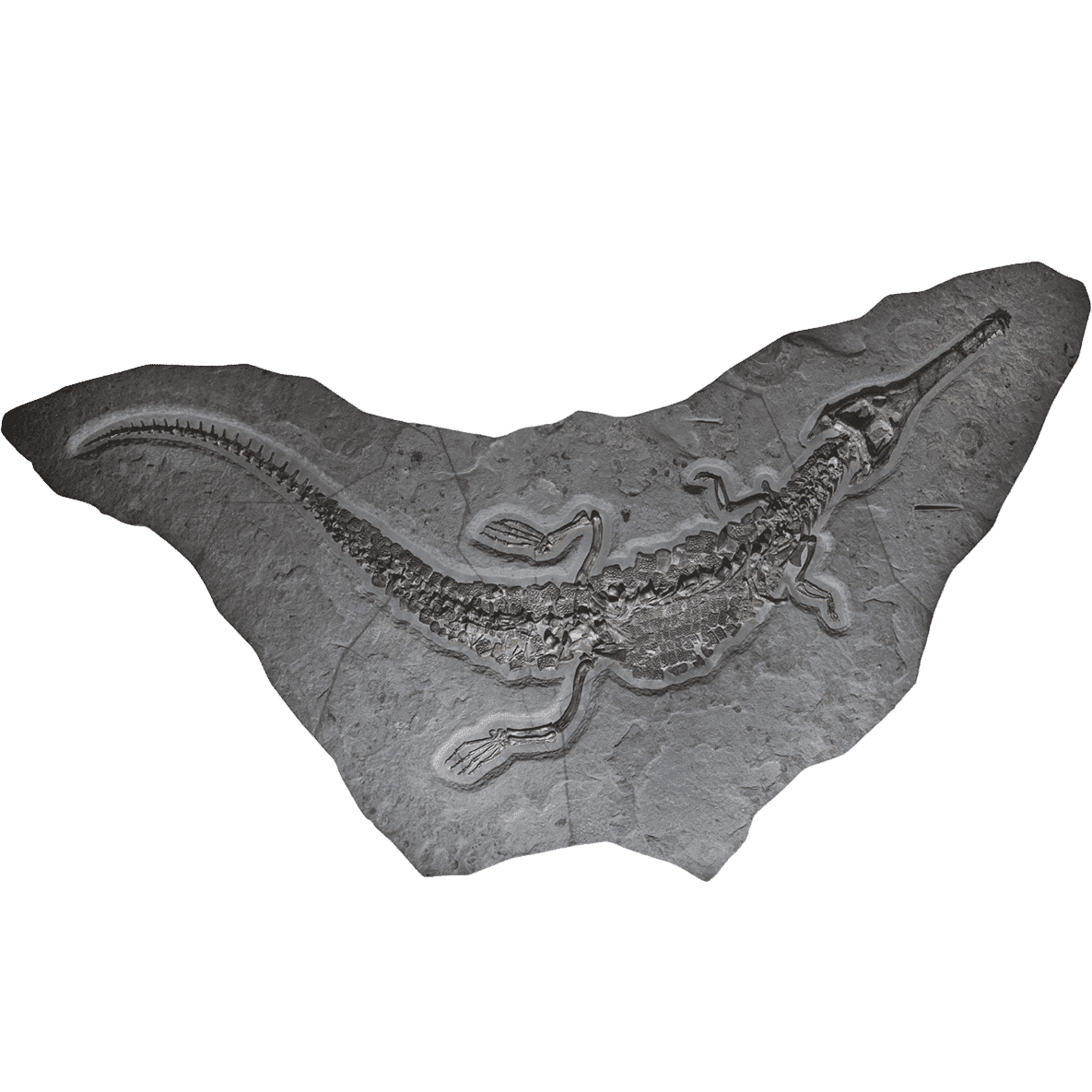 Giant Crocodile Fossil Wall Plate, Germany (180 Million Years Old)